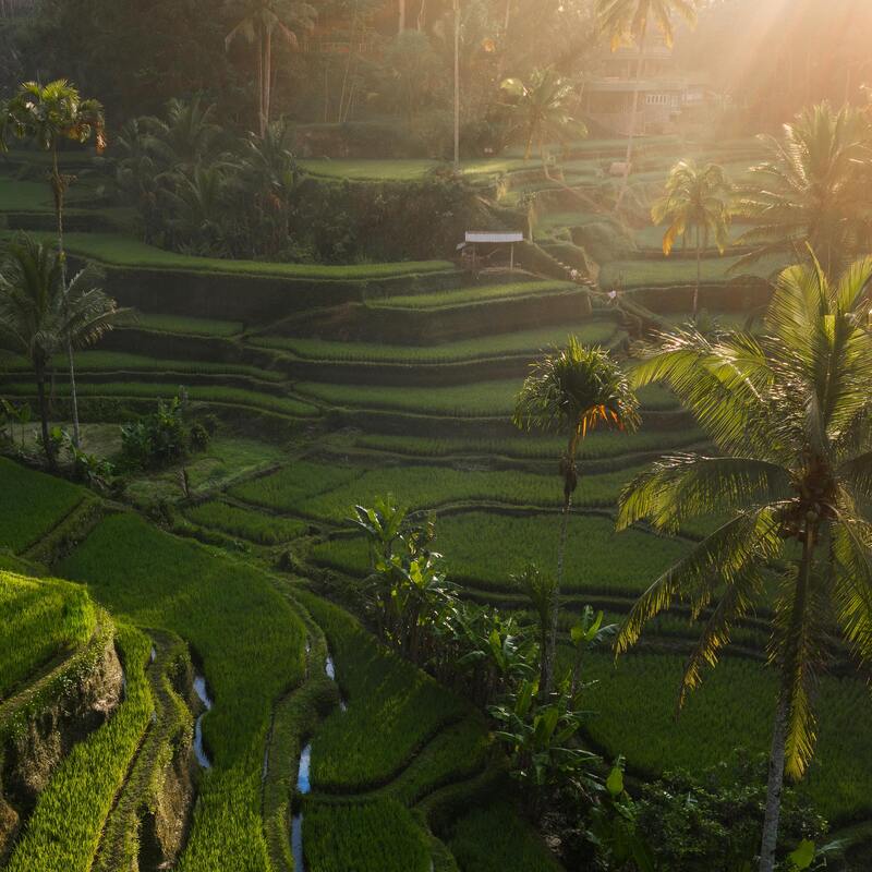 Tegallalang rice terrace